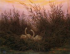 Swans in the reeds at the first dawn, 1832. Creator: Caspar David Friedrich