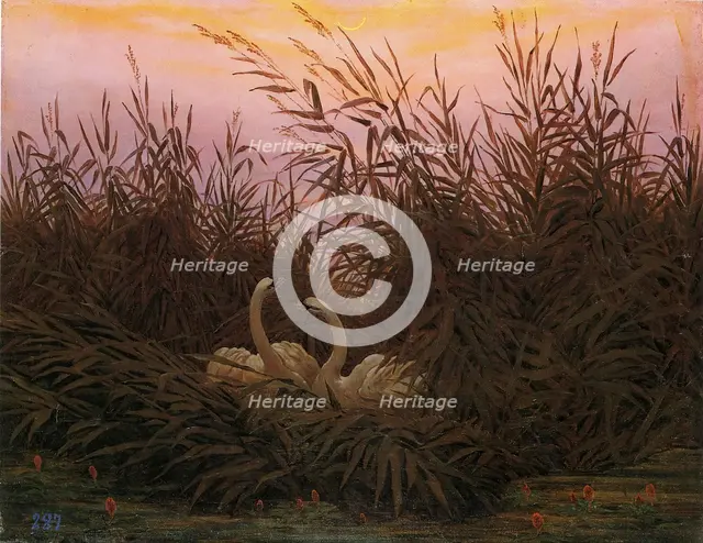 Swans in the reeds at the first dawn, 1832. Creator: Caspar David Friedrich.