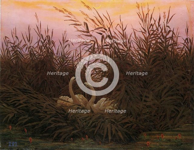 Swans in the reeds at the first dawn, 1832. Creator: Caspar David Friedrich.