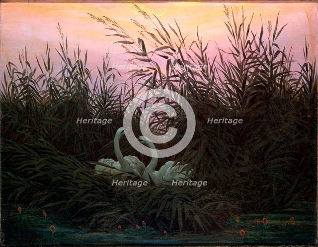'Swans in the Reeds', c1794-c1831. Artist: Caspar David Friedrich