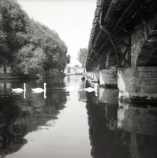 Swans on the River Avon, Stratford-upon-Avon, Warwickshire, c1955. Creator: Arthur Charles Kirby Ware