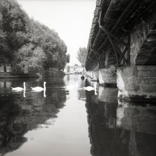 Swans on the River Avon, Stratford-upon-Avon, Warwickshire, c1955. Creator: Arthur Charles Kirby Ware