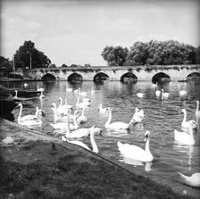 Swans on the River Avon, Stratford-upon-Avon, Warwickshire, c1955. Creator: Arthur Charles Kirby Ware