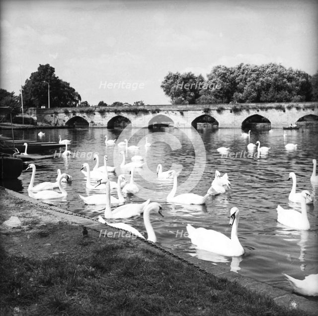 Swans on the River Avon, Stratford-upon-Avon, Warwickshire, c1955. Creator: Arthur Charles Kirby Ware.