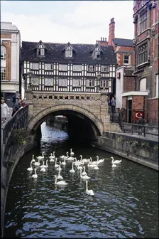 Swans on the River Witham in front of High Bridge seen from the east, Lincoln, Lincolnshire, 1976. Creator: Dorothy Chapman