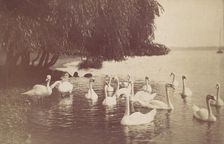 Swans on the Water, 1880s-90s. Creator: Unknown