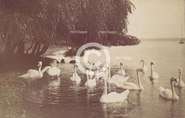 Swans on the Water, 1880s-90s. Creator: Unknown.