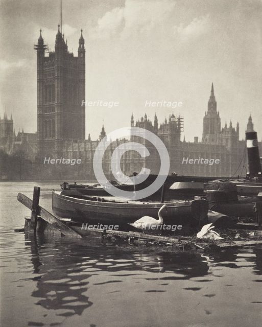Swans of the Thames. From the album: Photograph album - London. Creator: Harry Moult.