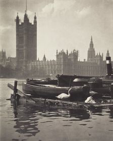 Swans of the Thames. From the album: Photograph album - London. Creator: Harry Moult