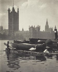 Swans of the Thames. From the album: Photograph album - London. Creator: Harry Moult