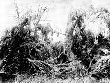 Swarm of locusts at Delagoa Bay, East Africa, 1895. Creator: Unknown