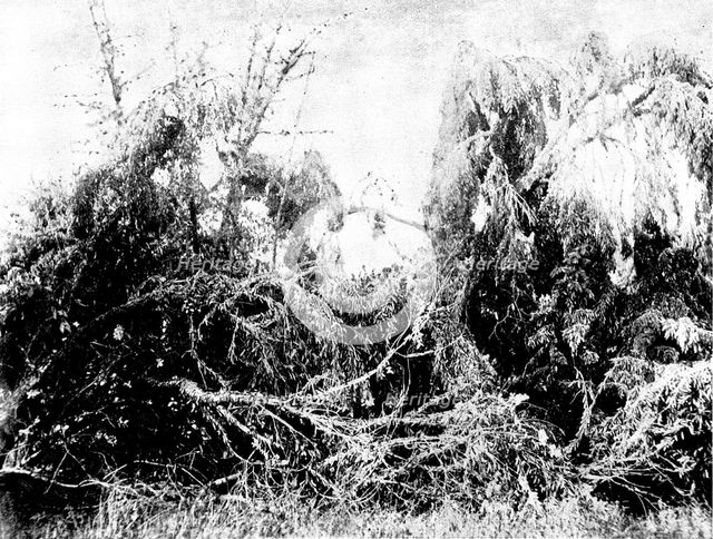 Swarm of locusts at Delagoa Bay, East Africa, 1895. Creator: Unknown.