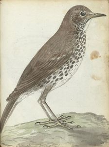 Swedish bird, 1787-1808. Creator: Jan Brandes