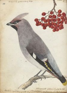 Swedish bird, 1795. Creator: Jan Brandes