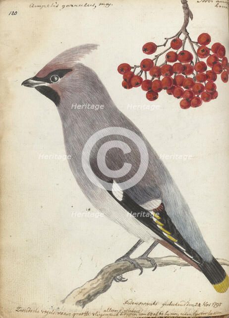 Swedish bird, 1795. Creator: Jan Brandes.