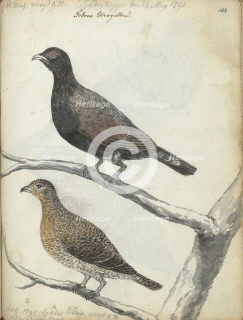 Swedish bird, 1795. Creator: Jan Brandes.