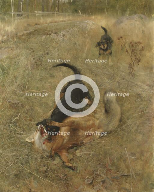 Swedish Foxhound and Fox, 1885. Creator: Bruno Liljefors.