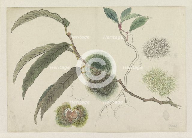 Sweet chestnuts on a branch, 1800-1900. Creator: Ishikawa Kazan.