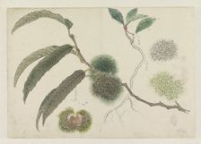 Sweet chestnuts on a branch, 1800-1900. Creator: Ishikawa Kazan