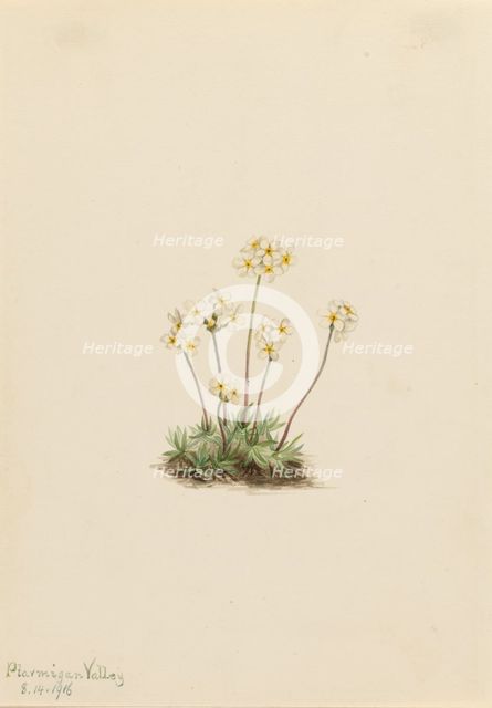 Sweet Androsace (Androsace carinata), 1916. Creator: Mary Vaux Walcott.