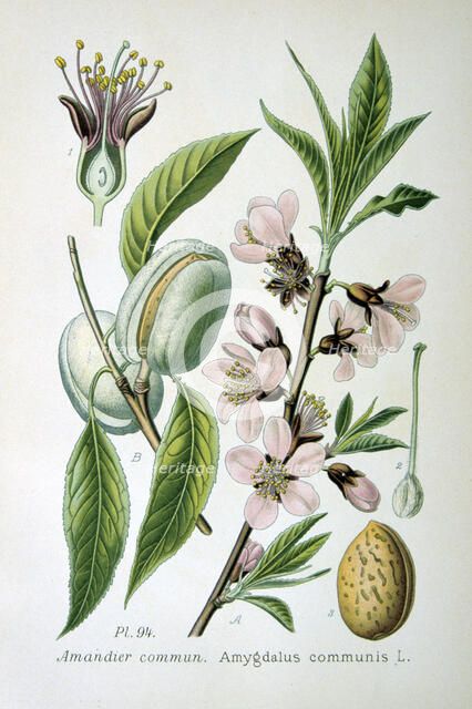 Sweet almond, 1893. Artist: Unknown