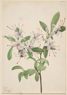 Sweet Azalea (Azalea arborescens), 1921. Creator: Mary Vaux Walcott