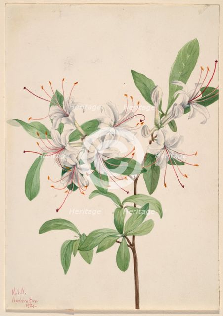 Sweet Azalea (Azalea arborescens), 1921. Creator: Mary Vaux Walcott.
