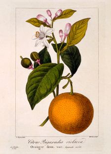 Sweet Orange: Citrus sinensis var: Bigaradia violacea, pub. 1836. Creator: Panacre Bessa (1772-1846)
