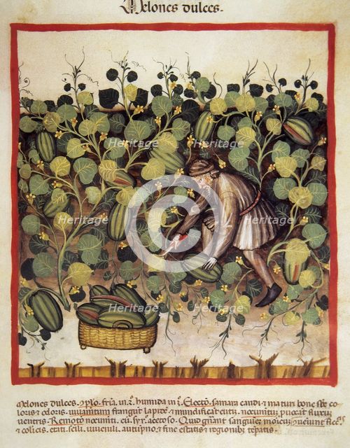 Sweet melon harvesting, 14th century.  Creator: Unknown.