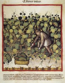 Sweet melon harvesting, 14th century. Creator: Unknown