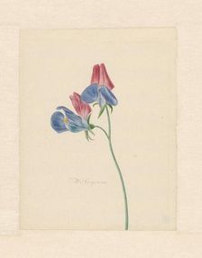 Sweet peas, 1714-1760. Creator: Michiel van Huysum