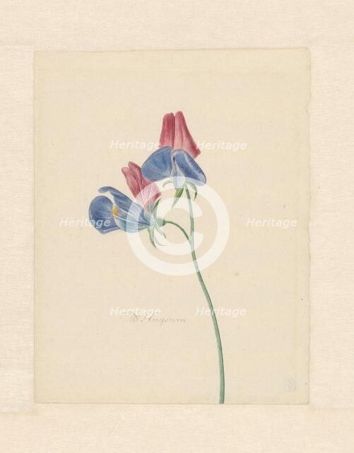 Sweet peas, 1714-1760. Creator: Michiel van Huysum.