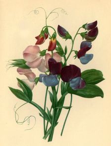 Sweet Peas: Lathyrus odoratus 1827, (1946). Creator: Pierre-Joseph Redoute