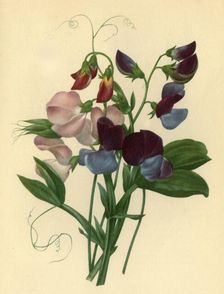 Sweet Peas: Lathyrus odoratus 1827, (1946). Creator: Pierre-Joseph Redoute