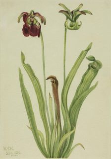 Sweet Pitcherplant (Sarracenia rubra), 1920. Creator: Mary Vaux Walcott