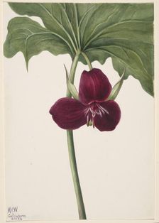 Sweet Trillium (Trillium vasyi), 1934. Creator: Mary Vaux Walcott