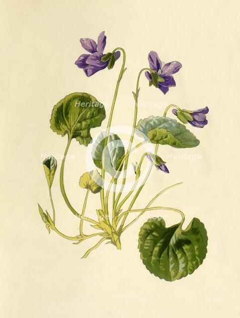 'Sweet Violet', 1877. Creator: Frederick Edward Hulme.