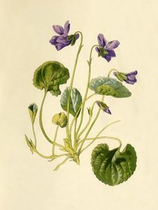 Sweet Violet 1877. Creator: Frederick Edward Hulme