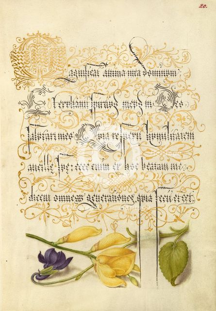 Sweet Violet and Spanish Broom, 1561-1562; illumination added 1591-1596. Creator: Joris Hoefnagel.