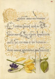 Sweet Violet and Spanish Broom, 1561-1562; illumination added 1591-1596. Creator: Joris Hoefnagel