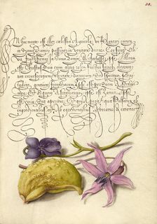 Sweet Violet, Gourd, and Dog-Tooth Violet, 1561-1562; illumination added 1591-1596. Creator: Joris Hoefnagel