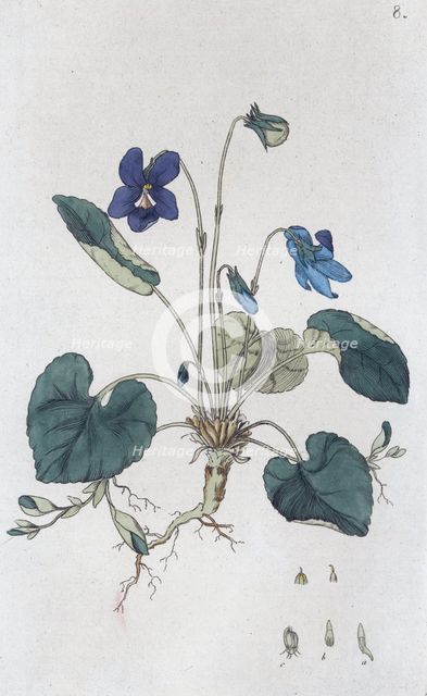Sweet Violet (Viola odorata), 1804-1811. Creator: Johan Wilhelm Palmstruch.