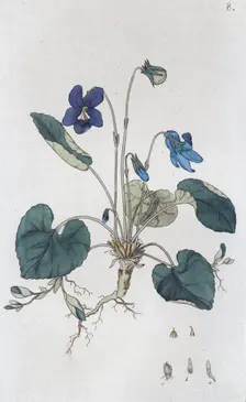 Sweet Violet (Viola odorata), 1804-1811. Creator: Johan Wilhelm Palmstruch