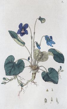 Sweet Violet (Viola odorata), 1804-1811. Creator: Johan Wilhelm Palmstruch