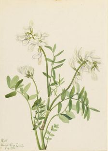 Sweetvetch (Hedysarum mackenzii), 1921. Creator: Mary Vaux Walcott