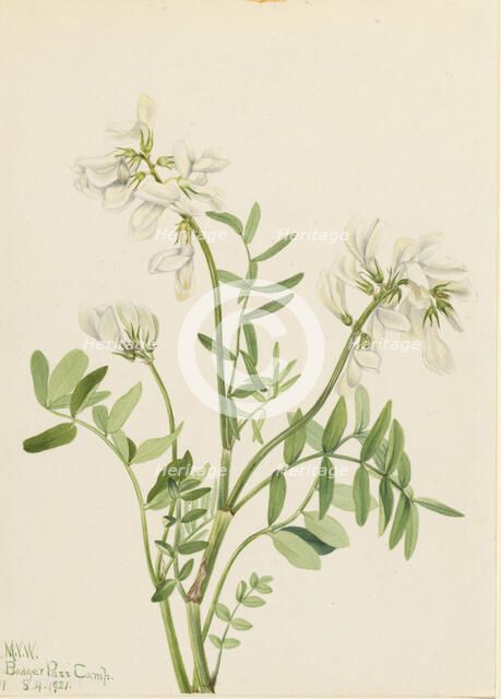 Sweetvetch (Hedysarum mackenzii), 1921. Creator: Mary Vaux Walcott.