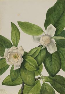 Sweetbay (Magnolia virginiana), 1927. Creator: Mary Vaux Walcott