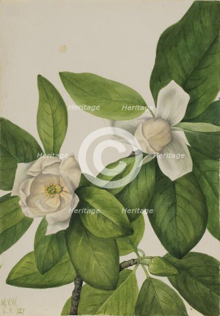 Sweetbay (Magnolia virginiana), 1927. Creator: Mary Vaux Walcott.