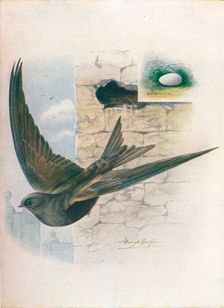 Swift - Cyp'selus a'pus c1910, (1910). Artist: George James Rankin