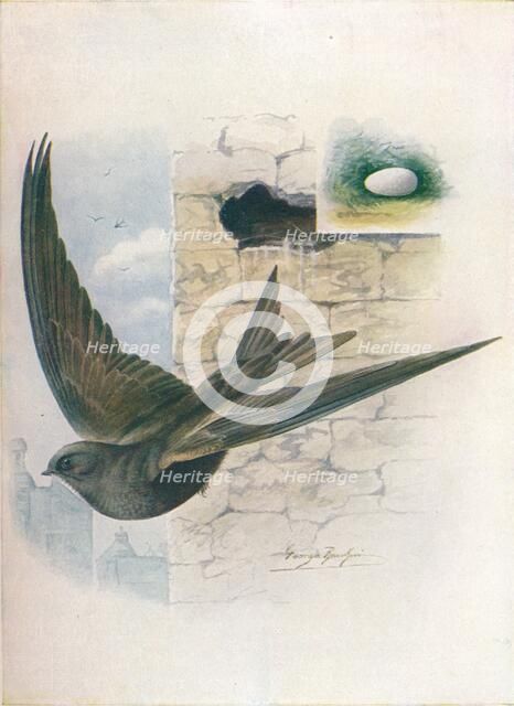 'Swift - Cyp'selus a'pus', c1910, (1910). Artist: George James Rankin.